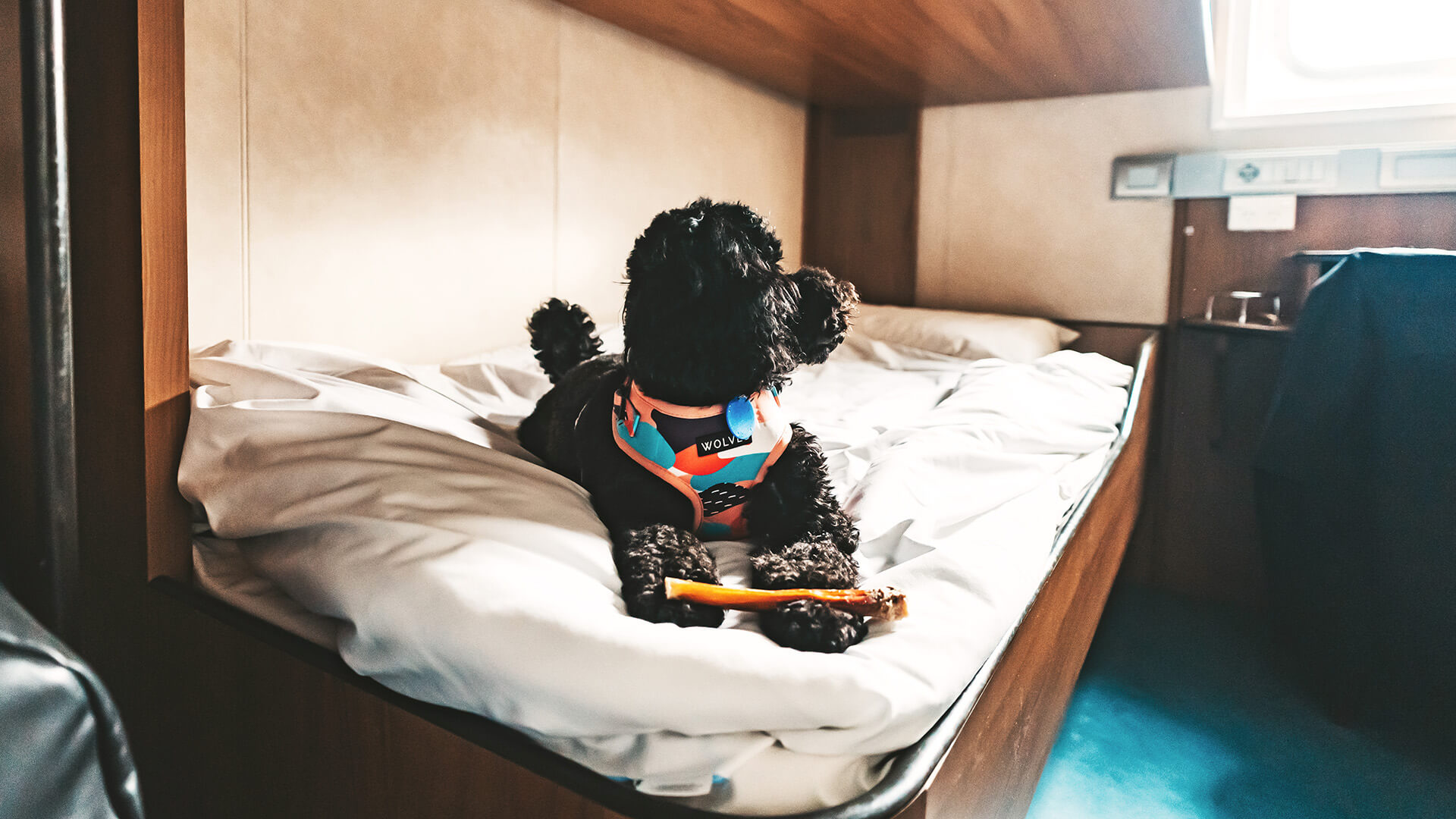 Dog Inside Cabin (1)
