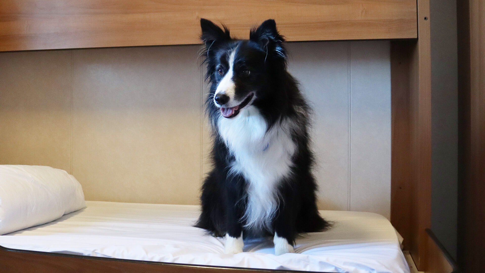 Dog Friendly Cabin (1)
