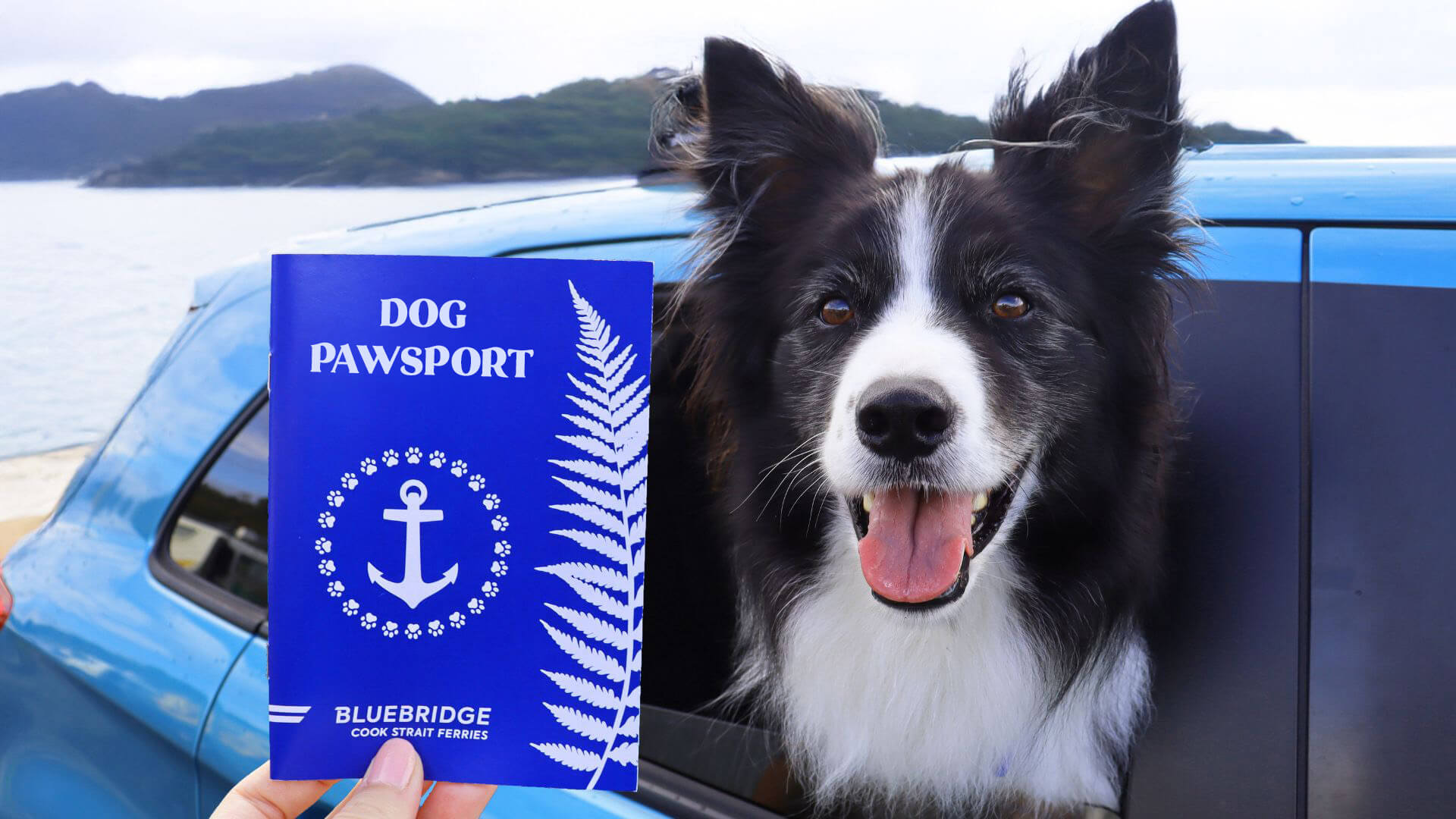 Dog Pawsport